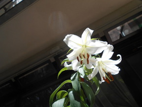 DSCN5107