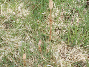 DSCN4013