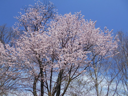 DSCN1923