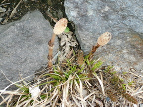 DSCN6258