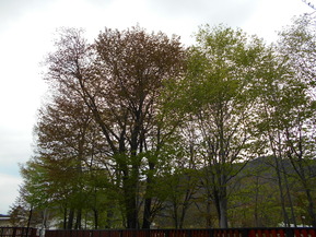 DSCN6509