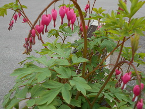 DSCN6503