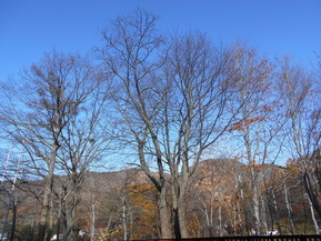 DSCN5987