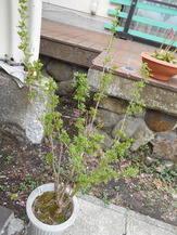 DSCN4194