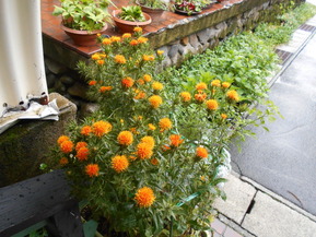 DSCN0875