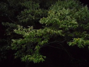 DSCN5178