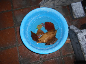 DSCN6099