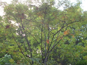 DSCN0083