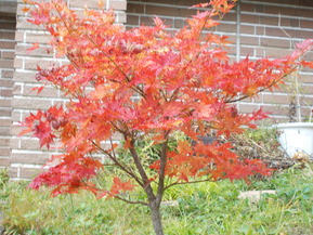 DSCN0949