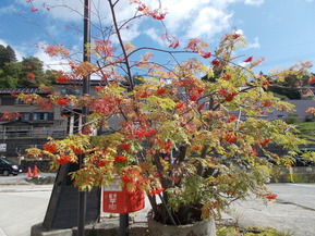 DSCN0683