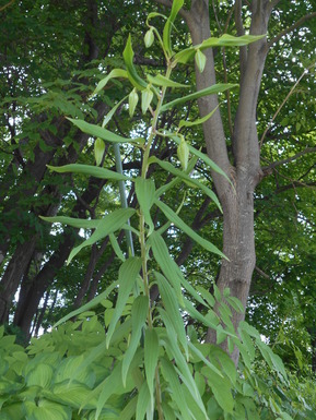 DSCN2588