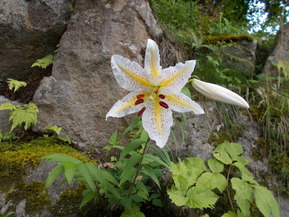 DSCN0131