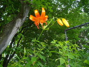 IMGP1449