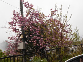 DSCN2074