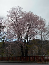 DSCN6411