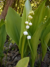 DSCN2177