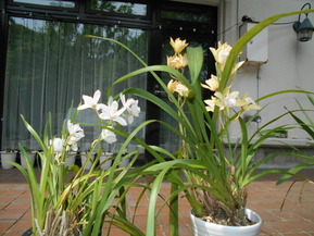 DSCN0750