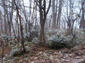 DSCN1551