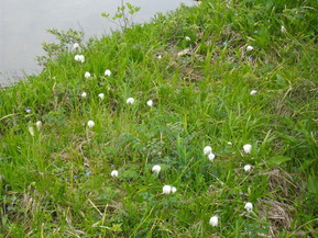 IMGP0975