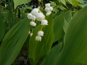 DSCN2283