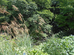 DSCN5096