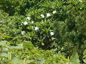 DSCN0899