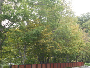 DSCN5477