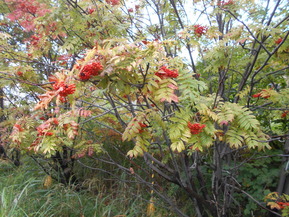 DSCN5449