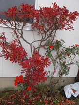 DSCN0978