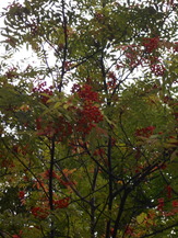 DSCN2883