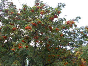 DSCN0477
