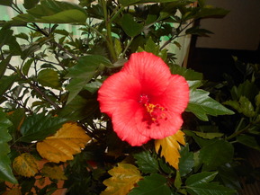 DSCN5978