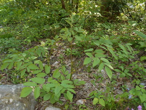 DSCN6584