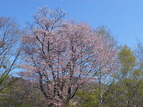 DSCN4178