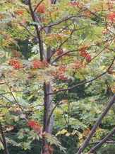 DSCN0386