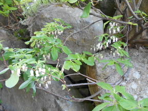 DSCN6677