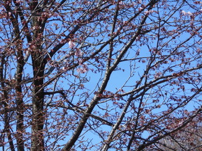 DSCN4021