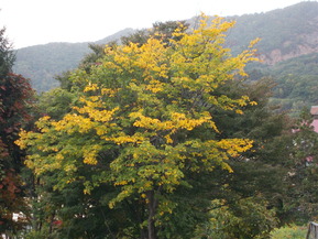 DSCN0778