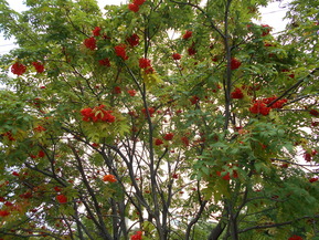 DSCN2992