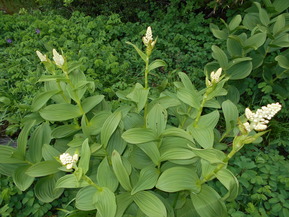 DSCN0967