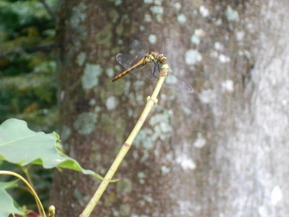 DSCN5144