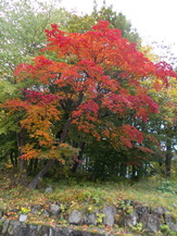 DSCN0795