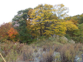 DSCN0950