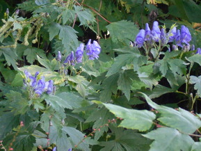 DSCN7416