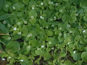 DSCN0869