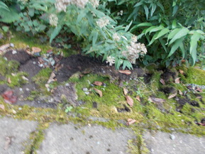 DSCN0429