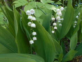 DSCN2305