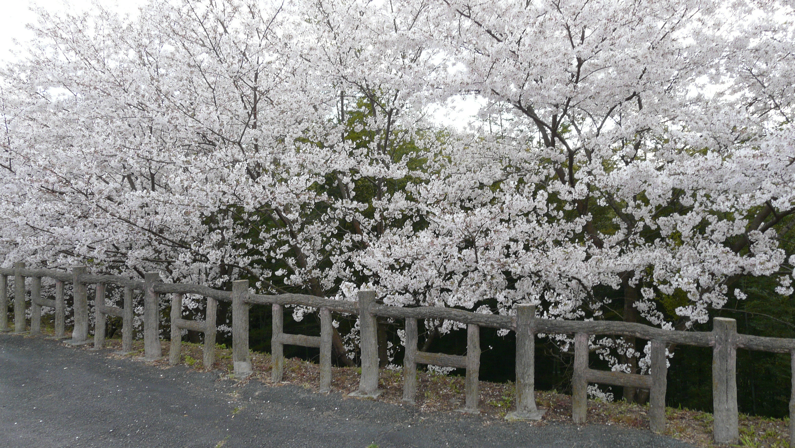 丸山桜 或る島の 森の 柿の木の記憶