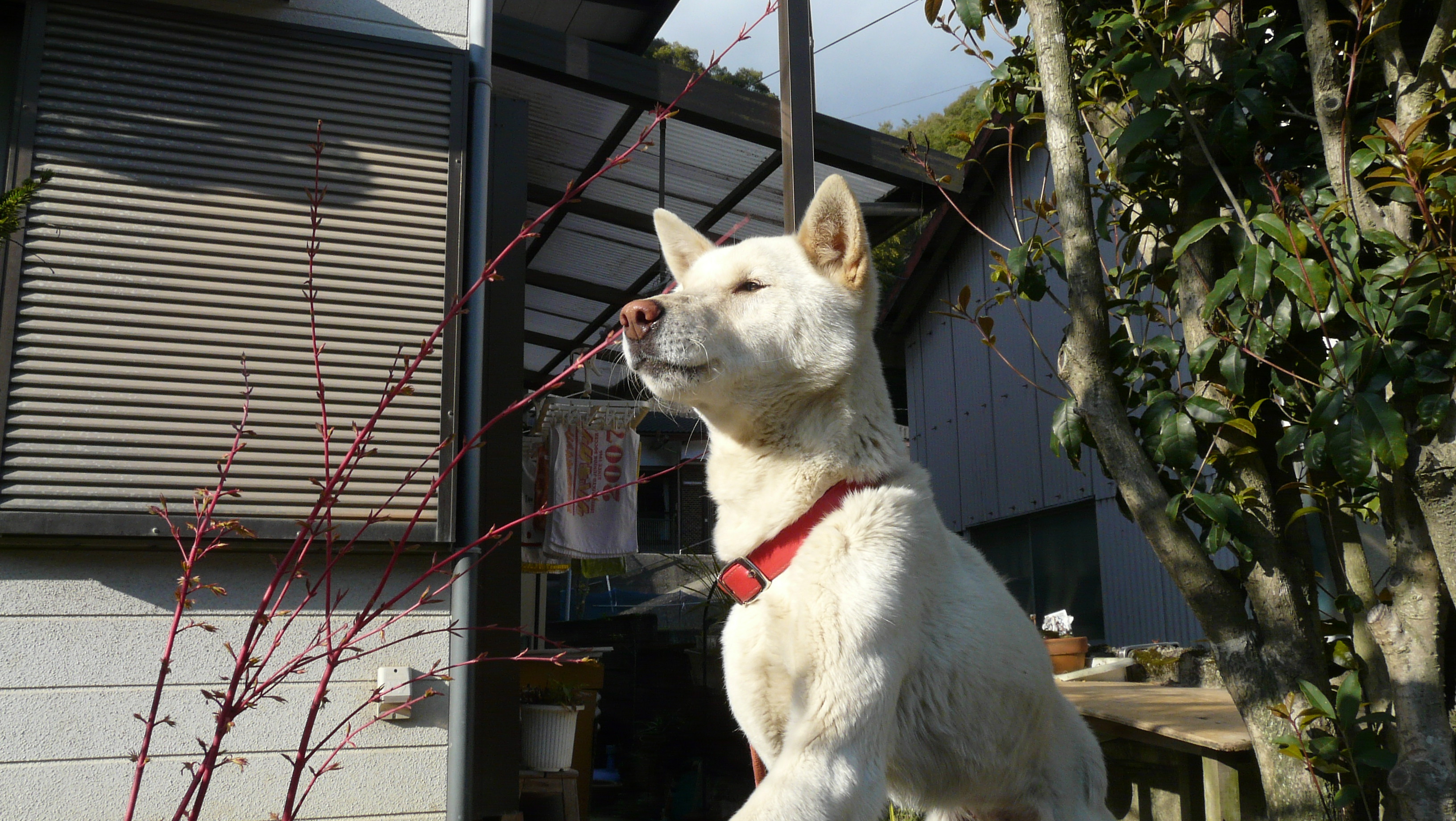 丸山桜 或る島の 森の 柿の木の記憶