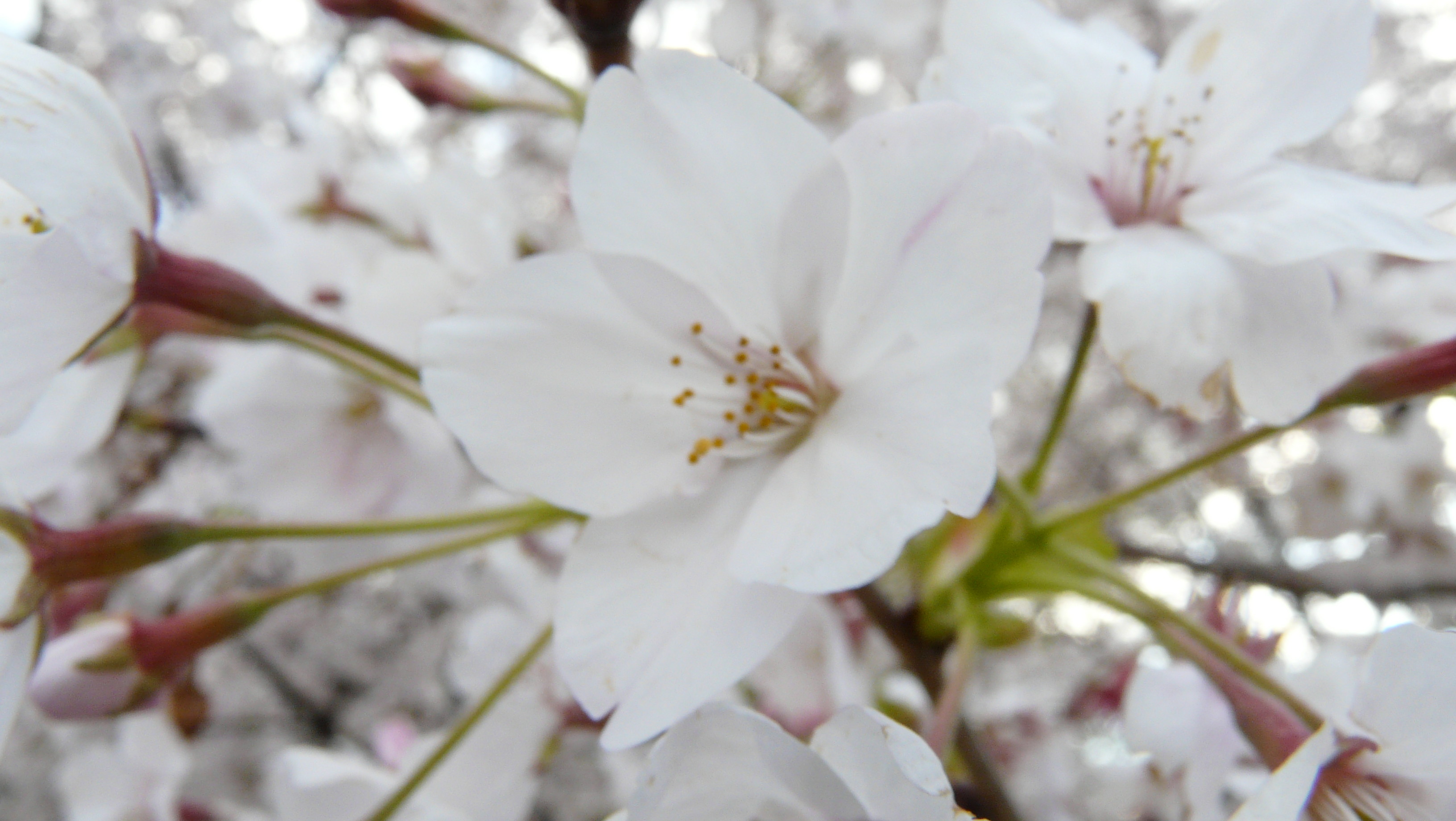 丸山桜 或る島の 森の 柿の木の記憶
